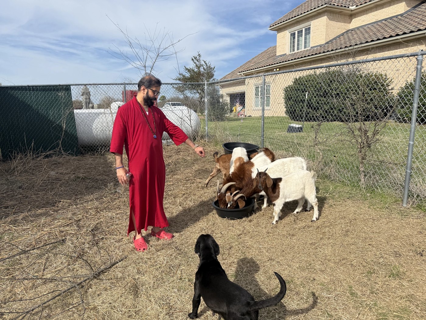 Caring for the ashram animals